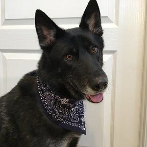 Levi's Strauss Co. Limited Edition X 2 Navy Blue and White Traditional Bandana